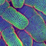 3D reconstruction of small intestine. Confocal microscopy, Professor Kim Bak Jensen, University of Copenhagen